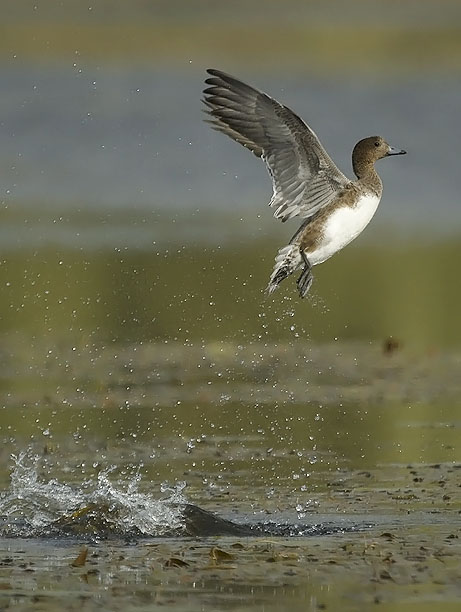 Haapana, Eurasian Wigeon, Anas penelope